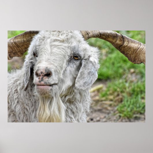 Cute Billy Goat Poster (Voorkant)