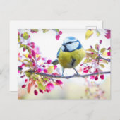 Cute Bird Briefkaart (Voorkant / Achterkant)