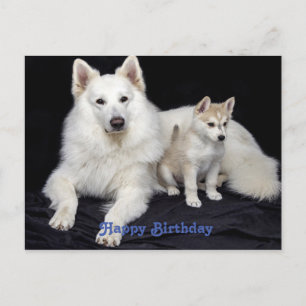 Cute Birthday greeting Dogs Briefkaart