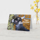Cute Black Baby Goat Eating Hay Birthday Kaart (Gele Bloem)