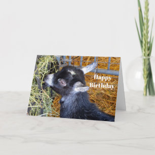 Cute Black Baby Goat Eating Hay Birthday Kaart