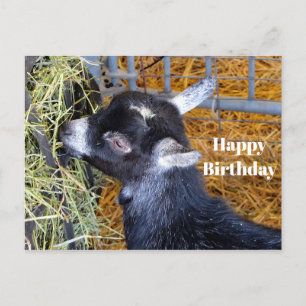 Cute Black Baby Goat Eating Hay Foto Birthday Briefkaart