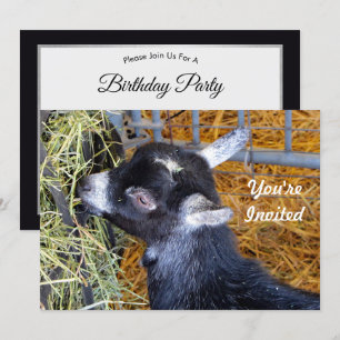 Cute Black Baby Goat Eating Hay Foto Birthday Kaart