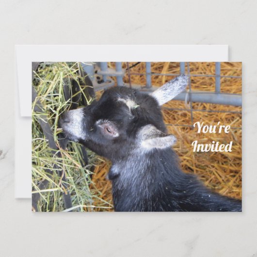 Cute Black Baby Goat Eating Hay Foto Kaart (Voorkant)