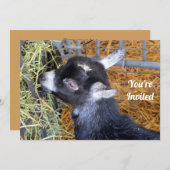 Cute Black Baby Goat Eating Hay Foto Kaart (Voorkant / Achterkant)