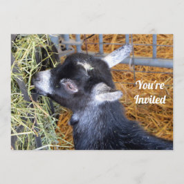 Cute Black Baby Goat Eating Hay Foto Kaart