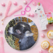 Cute Black Baby Goat Eating Hay Foto Papieren Bordje (Feest)