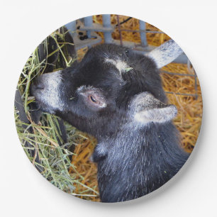 Cute Black Baby Goat Eating Hay Foto Papieren Bordje