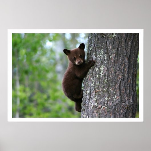 Cute Black Beer Cub die een Poster van de boom bek (Voorkant)