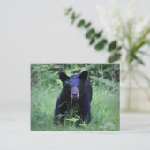 Cute Black Beer Cub in Green Grass Briefkaart (Staand voorkant)