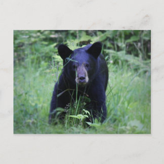 Cute Black Beer Cub in Green Grass Briefkaart
