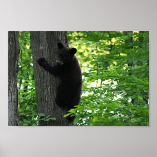 Cute Black Beer Cub klimt op de boom in het bos Poster (Voorkant)