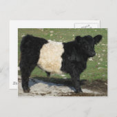 Cute Black Belted Galloway Calf Briefkaart (Voorkant / Achterkant)