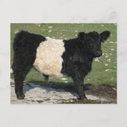 Cute Black Belted Galloway Calf Briefkaart (Voorkant)