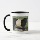 Cute Black Belted Galloway Calf Mok (Links)