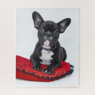 Cute Black BULLDOG Puppy Legpuzzel