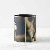 Cute Black Capped Chickadee on Branch Mok (Midden)