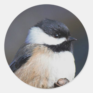 Cute Black Capped Chickadee on Branch Ronde Sticker