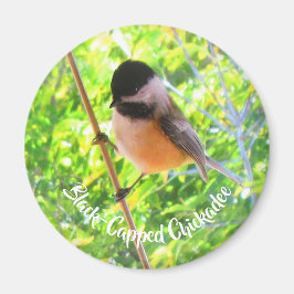 Cute Black Capped Chickadee Wilde Birds Natuur Magneet