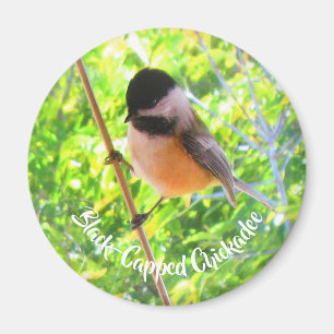 Cute Black Capped Chickadee Wilde Birds Natuur Magneet