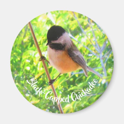 Cute Black Capped Chickadee Wilde Birds Natuur Magneet (Voorkant)