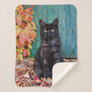 Cute Black Cat Kitten met rode blauw klep, Sherpa Deken