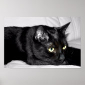 Cute Black Cat Portrait Poster (Voorkant)