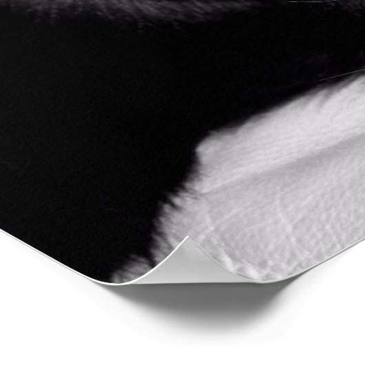 Cute Black Cat Portrait Poster (Hoek)