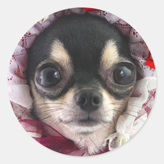 Cute Black Chihuahua Dog Face Ronde Sticker (Voorkant)