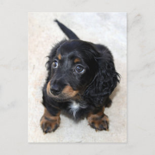 Cute black Dachshund Puppy Dog Briefkaart