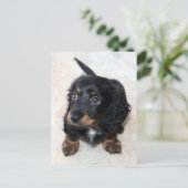 Cute black Dachshund Puppy Dog Briefkaart (Staand voorkant)