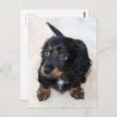 Cute black Dachshund Puppy Dog Briefkaart (Voorkant / Achterkant)
