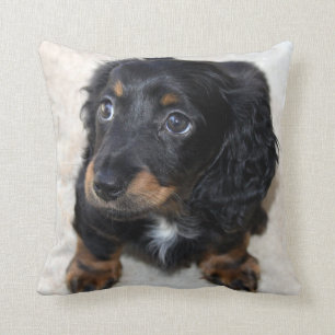Cute black Dachshund Puppy Dog Kussen