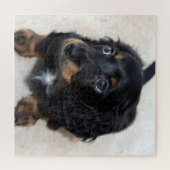 Cute black Dachshund Puppy Dog Legpuzzel (Horizontaal)