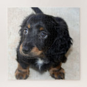 Cute black Dachshund Puppy Dog Legpuzzel (Verticaal)