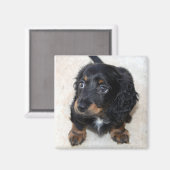 Cute black Dachshund Puppy Dog Magneet (Voorkant / Achterkant)