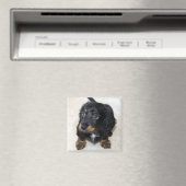 Cute black Dachshund Puppy Dog Magneet (Insitu (Vaatwasser))