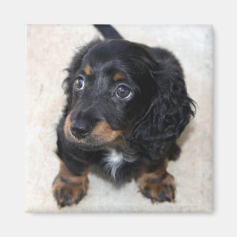 Cute black Dachshund Puppy Dog Magneet