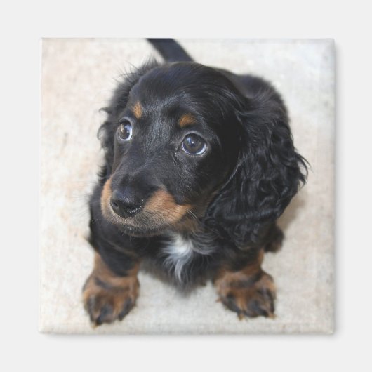 Cute black Dachshund Puppy Dog Magneet (Voorkant)