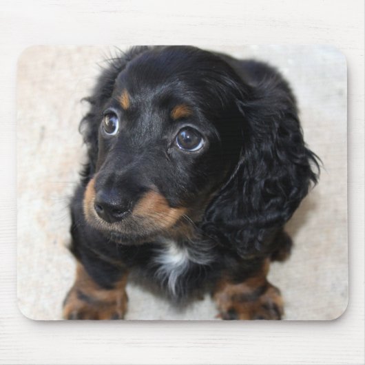 Cute black Dachshund Puppy Dog Muismat (Voorkant)