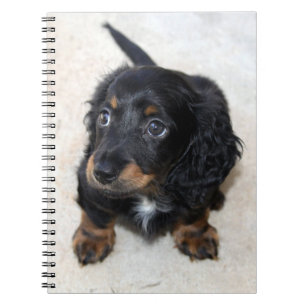 Cute black Dachshund Puppy Dog Notitieboek