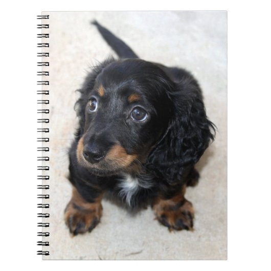 Cute black Dachshund Puppy Dog Notitieboek (Voorkant)