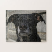 Cute Black Dog Lab Shepherd Mix Breed Hard Evil Legpuzzel (Horizontaal)