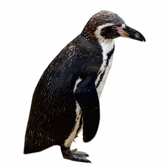 Cute Black en White Humboldt Penguin Sculpture Staand Fotobeeldje (Voorkant)