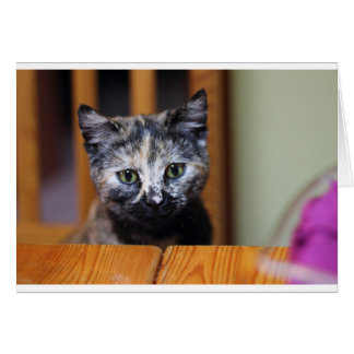 Cute Black en White Kitten