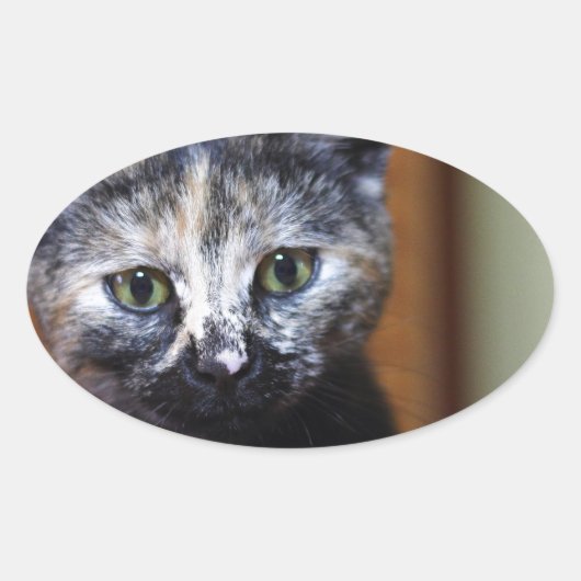 Cute Black en White Kitten Ovale Sticker (Voorkant)