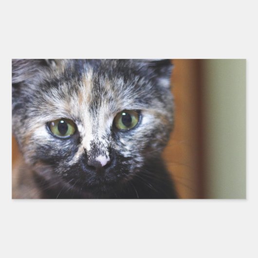 Cute Black en White Kitten Rechthoekige Sticker (Voorkant)