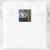 Cute Black en White Kitten Vierkante Sticker (Tas)