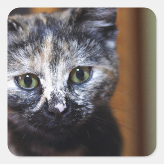 Cute Black en White Kitten Vierkante Sticker (Voorkant)