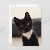 Cute Black en White Tuxedo Kitten Briefkaart (Voorkant / Achterkant)